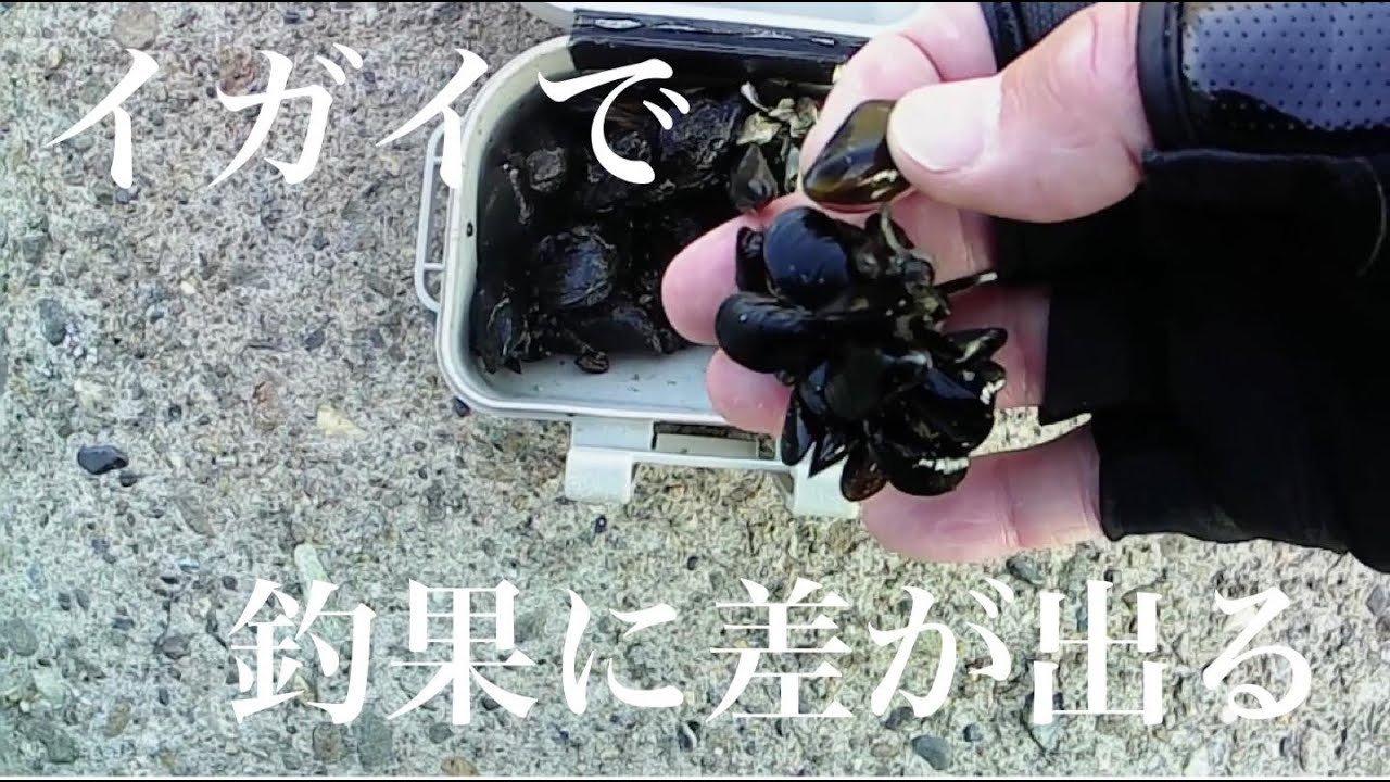 釣果を引きだすイガイの使い方【ヘチ釣り　チヌ釣り　黒鯛釣り　落とし込み】