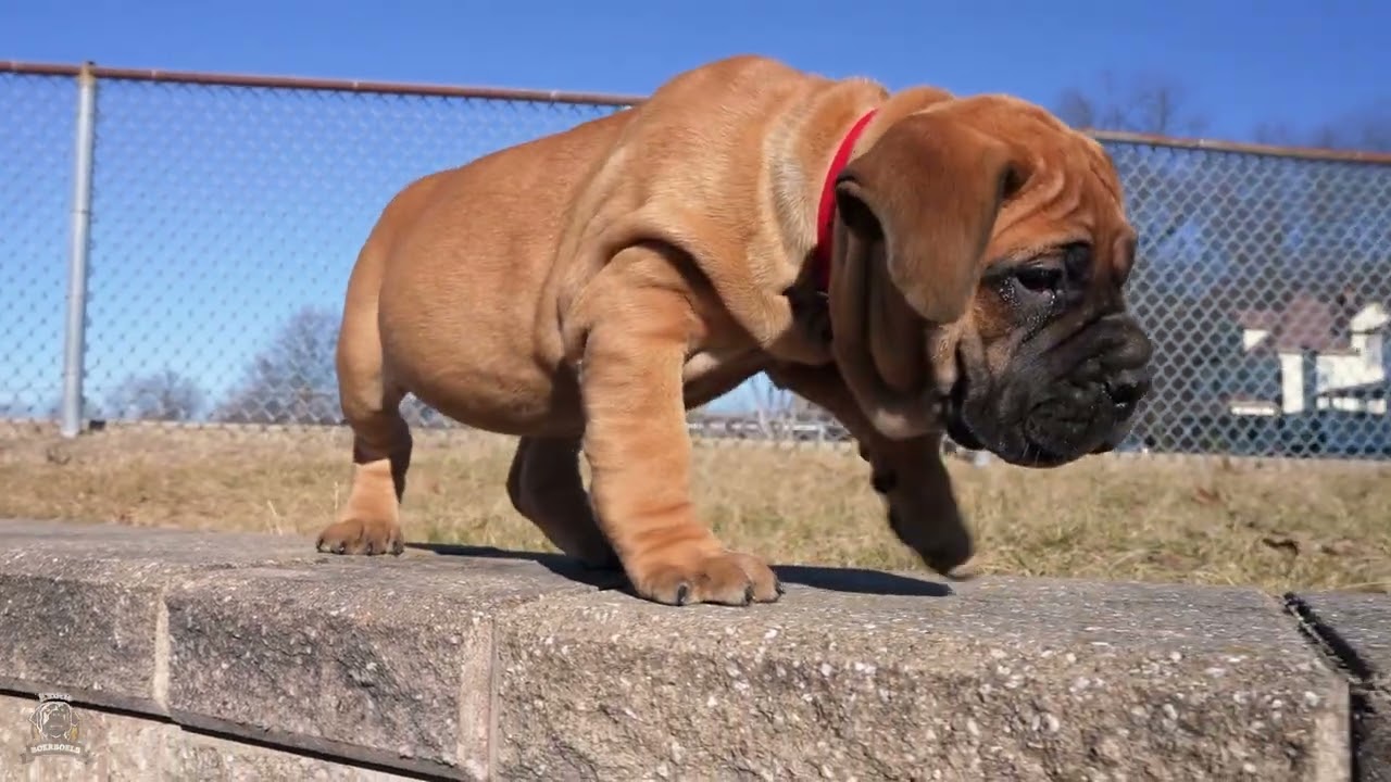 Brave Loyal Boerboels