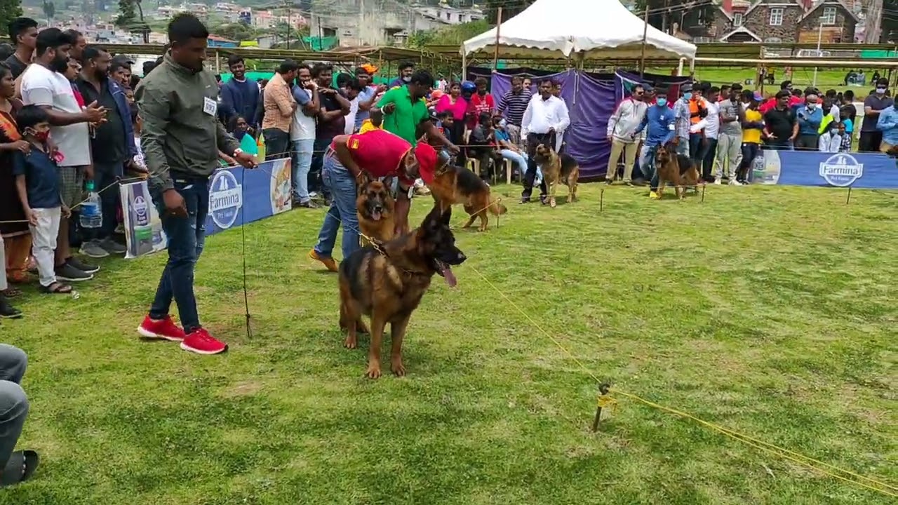 ooty dog show germen shepherd