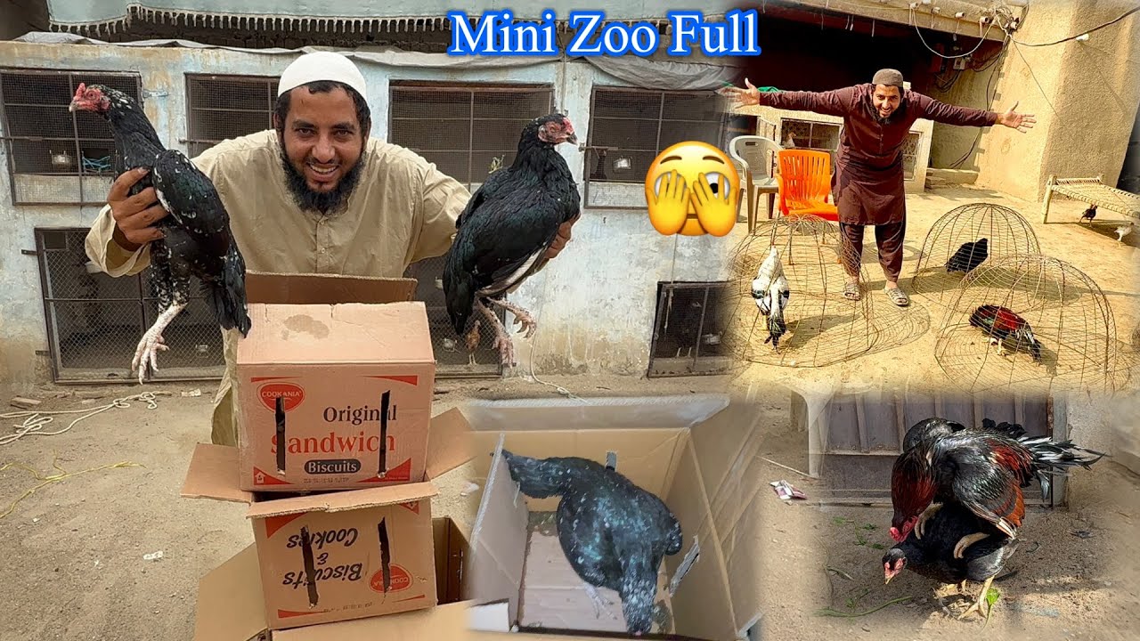 Aj Bahut Sare Aseel Mini Zoo Puhncha Dye 🥱