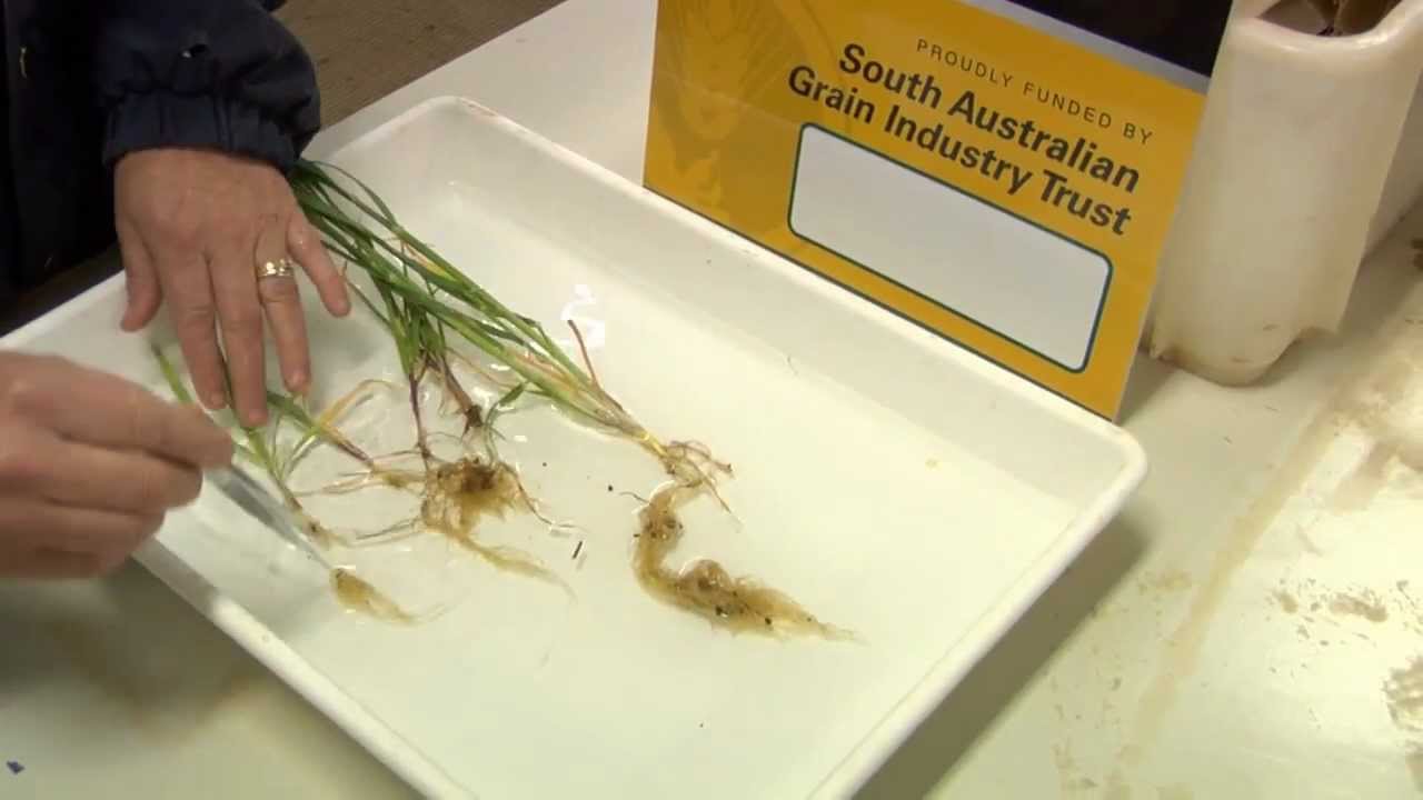 Managing Rhizoctonia root disease