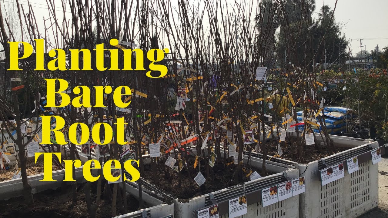 Bare Root Fruit Trees! How to select plant & prune
