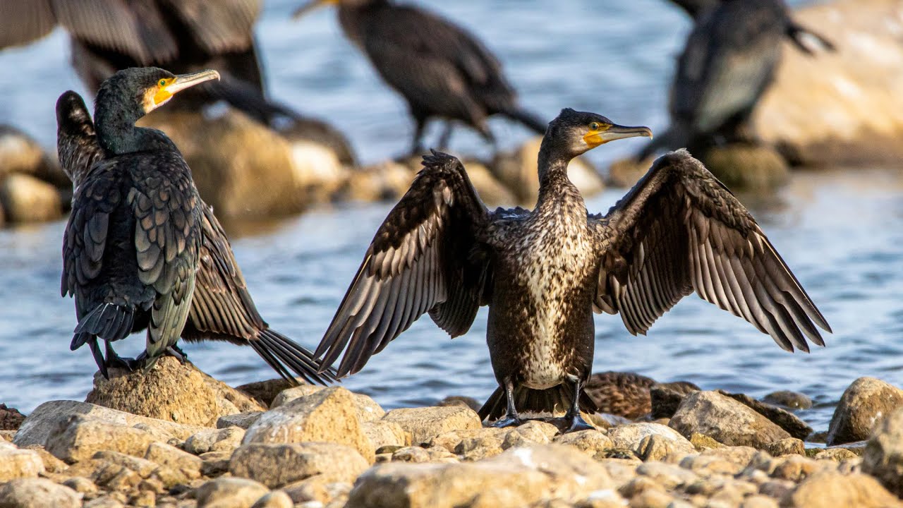 Пляжный сезон у больших бакланов. Phalacrocorax carbo. Птицы Беларуси.
