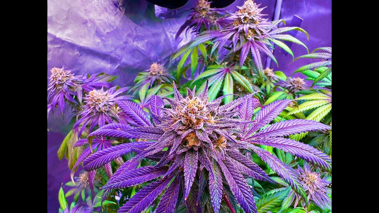 Mayan Diamond and Spectre Photo (Pre-Harvest Flowering Week 9) - Optic Slim LEDs and BuildASoil - 6