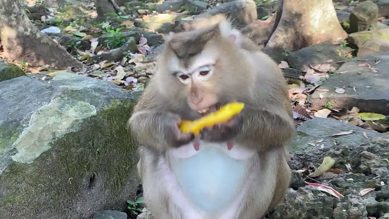 Monkey Rose giving birth? Watch the live to see what&rsquo;s happening