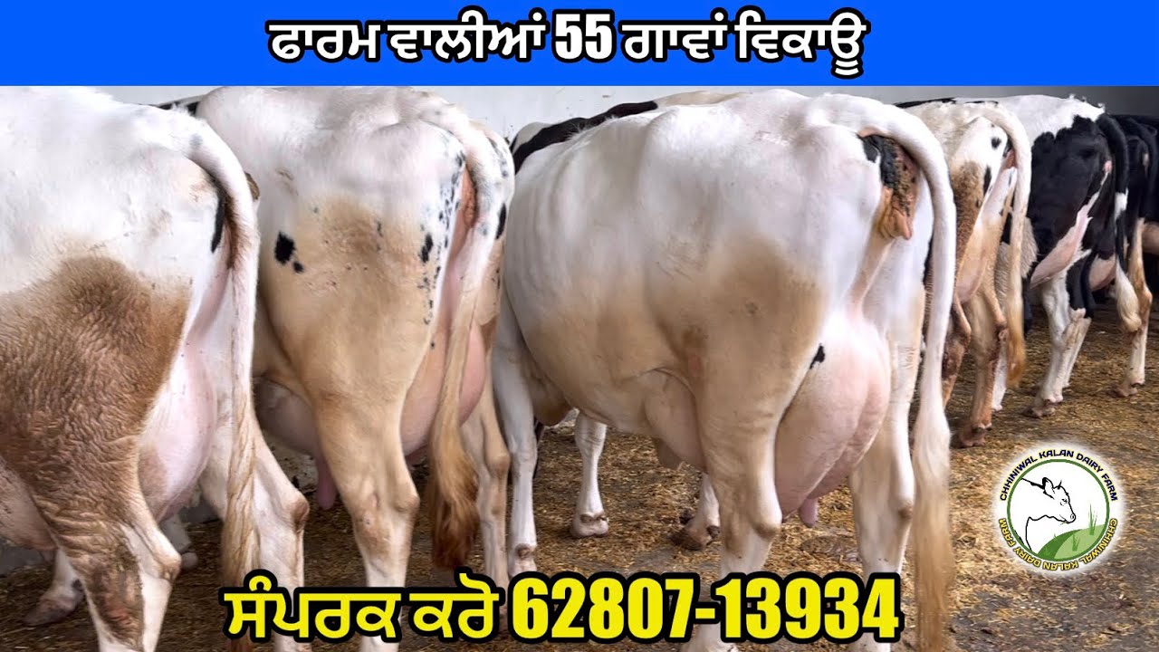 Top HF And Jarsey 55 Cows For Sale #cow #cowforsaleonpunjab #hfcow 