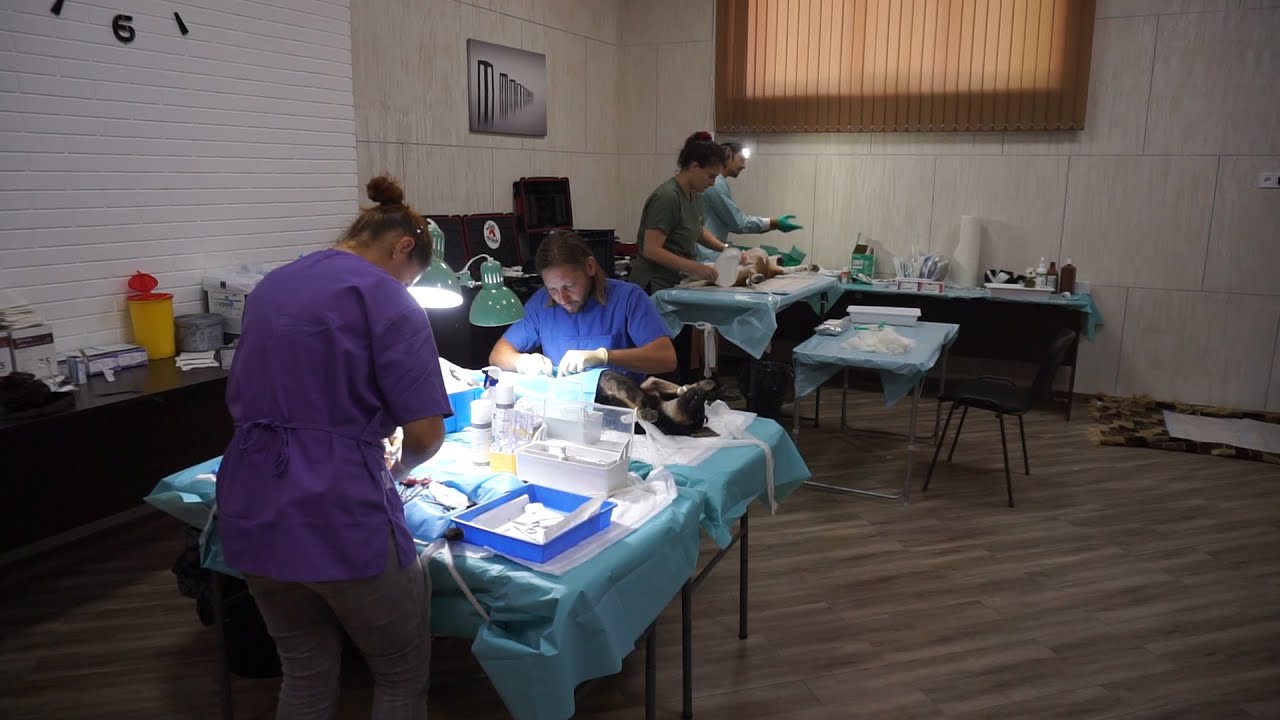В Ізмаїлі ветеринари-марафонці з Румунії безкоштовно простерилізували бродячих тварин