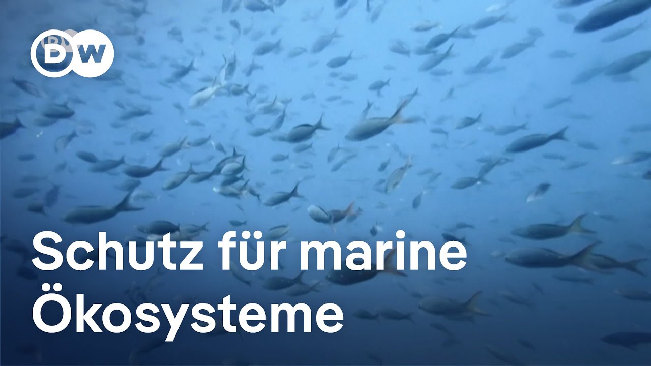 Hochseeschutz-Abkommen: Neue Regeln f&uuml;r die Ozeane | DW Nachrichten