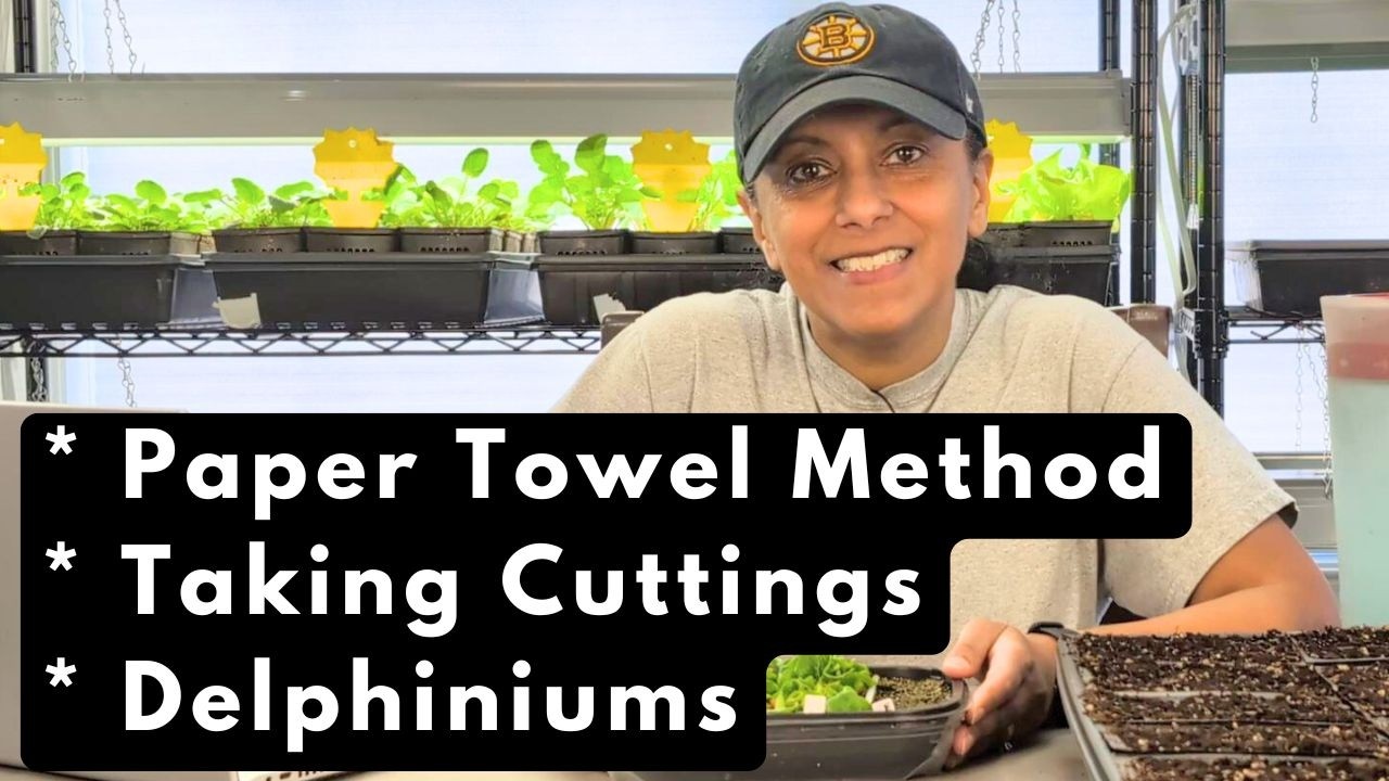 Let's Talk Gardening! Seedling Care, Propagating Plants & More