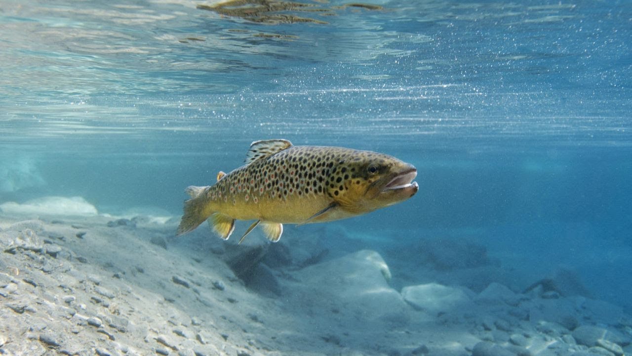 Pêche passion : L'ouverture de la truite dans les Ardennes