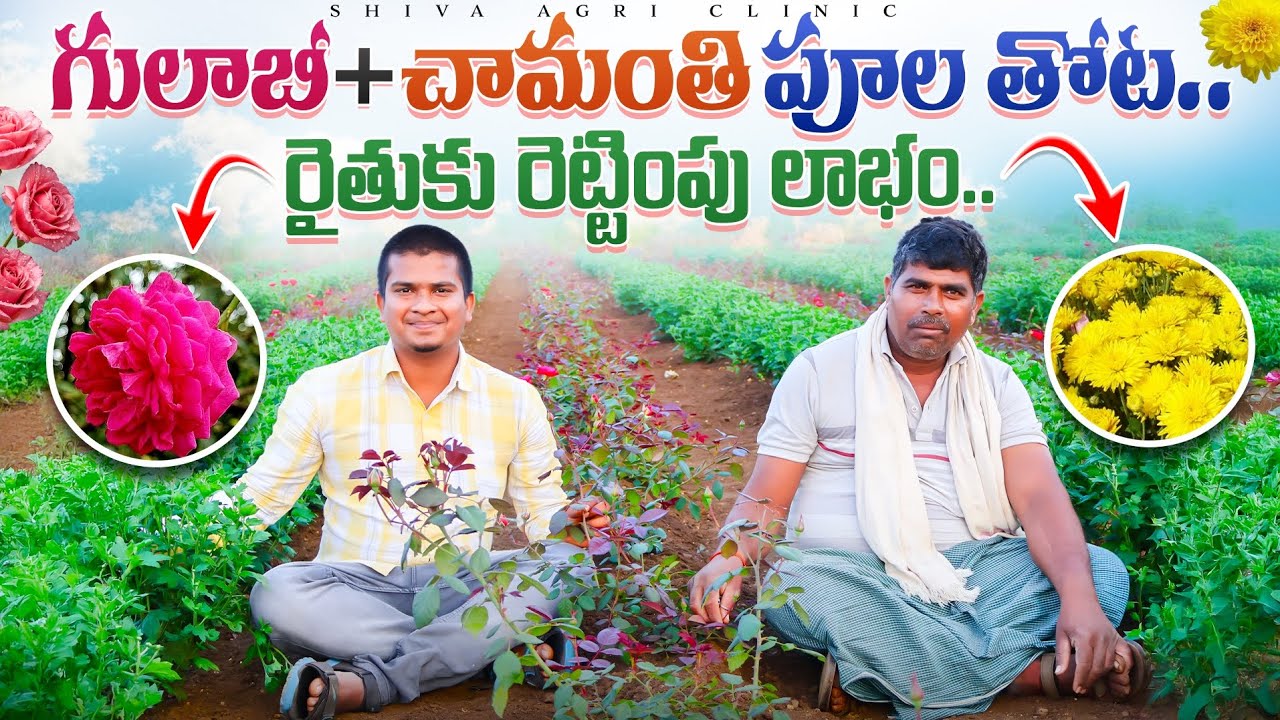 Rose + Chrysanthemum Farming | గులాబీ తోటలో చామంతి పూల సాగు | Flowers Farming | Shiva Agri Clinic