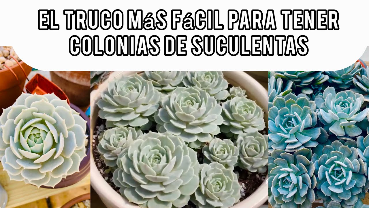 TRUCO SUPER FACIL para que tus suculentas crezcan rápido #succulent