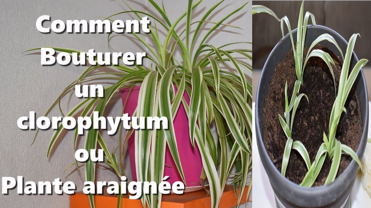 Plante araignée : bouturer, entretenir, tailler le CLOROPHYTUM facilement!