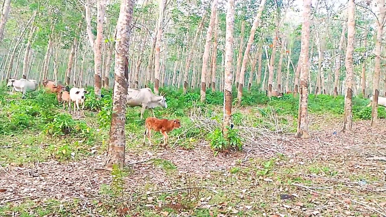 Video Kerumunan Sapi Kampung Berjalan Menuju Kandang