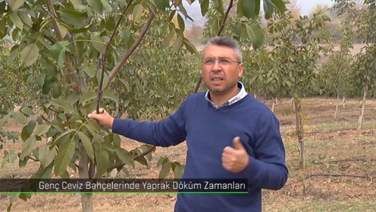 İbrahim Balkal | Ceviz Yaprak Dökümü Sonbahar | 2.Bölüm