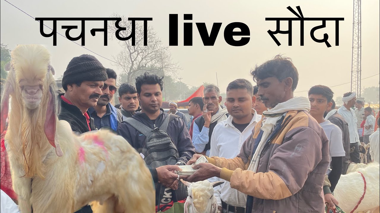 पचनधा मेला live 2024 | happy goat farm 🐐