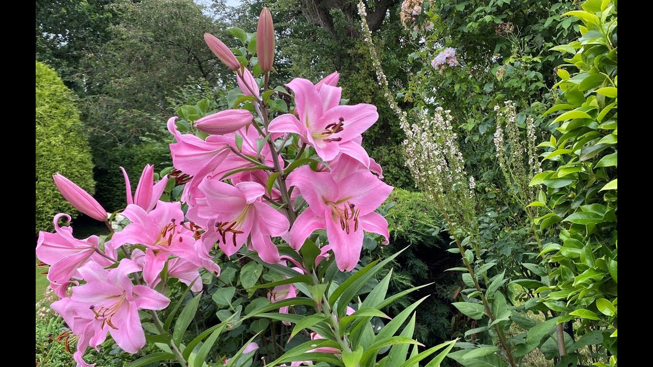 Come migliorare un giardino un po' stanco e monotono.