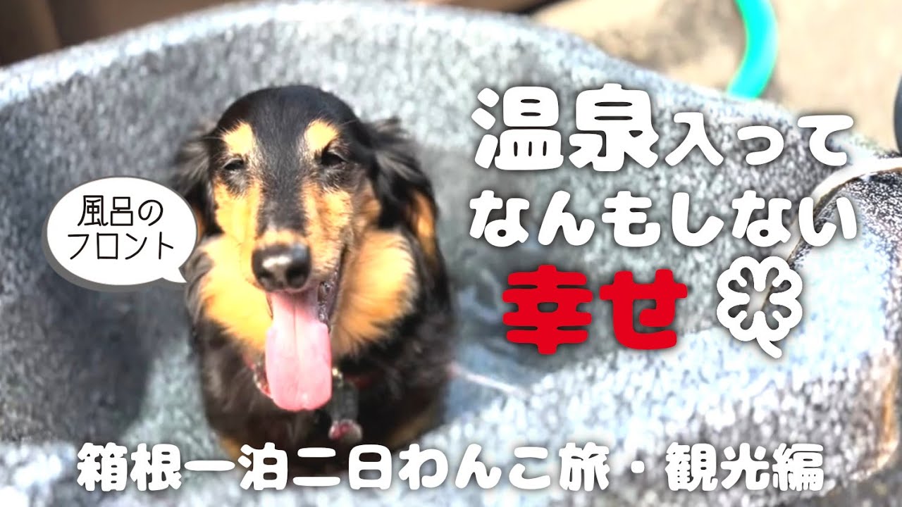 【犬連れ旅行神奈川箱根観光】飯食ってのんべんだらり「ミナカ小田原」でランチして「箱根の湯」で何もしない時間を満喫🍀1泊2日わんこ旅1/3 2024.4