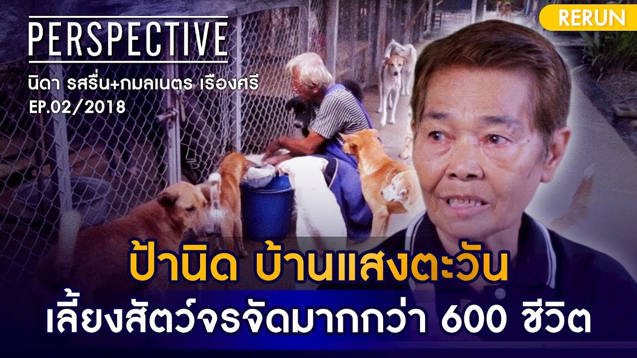 ป้านิด บ้านแสงตะวัน เลี้ยงสัตว์จรจัดมากกว่า 600 ชีวิต | PERSPECTIVE RERUN EP02/2018