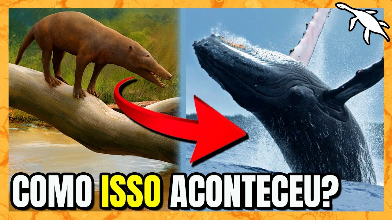 A EVOLUÇÃO INSANA dos CETÁCEOS (Baleias e Golfinhos)