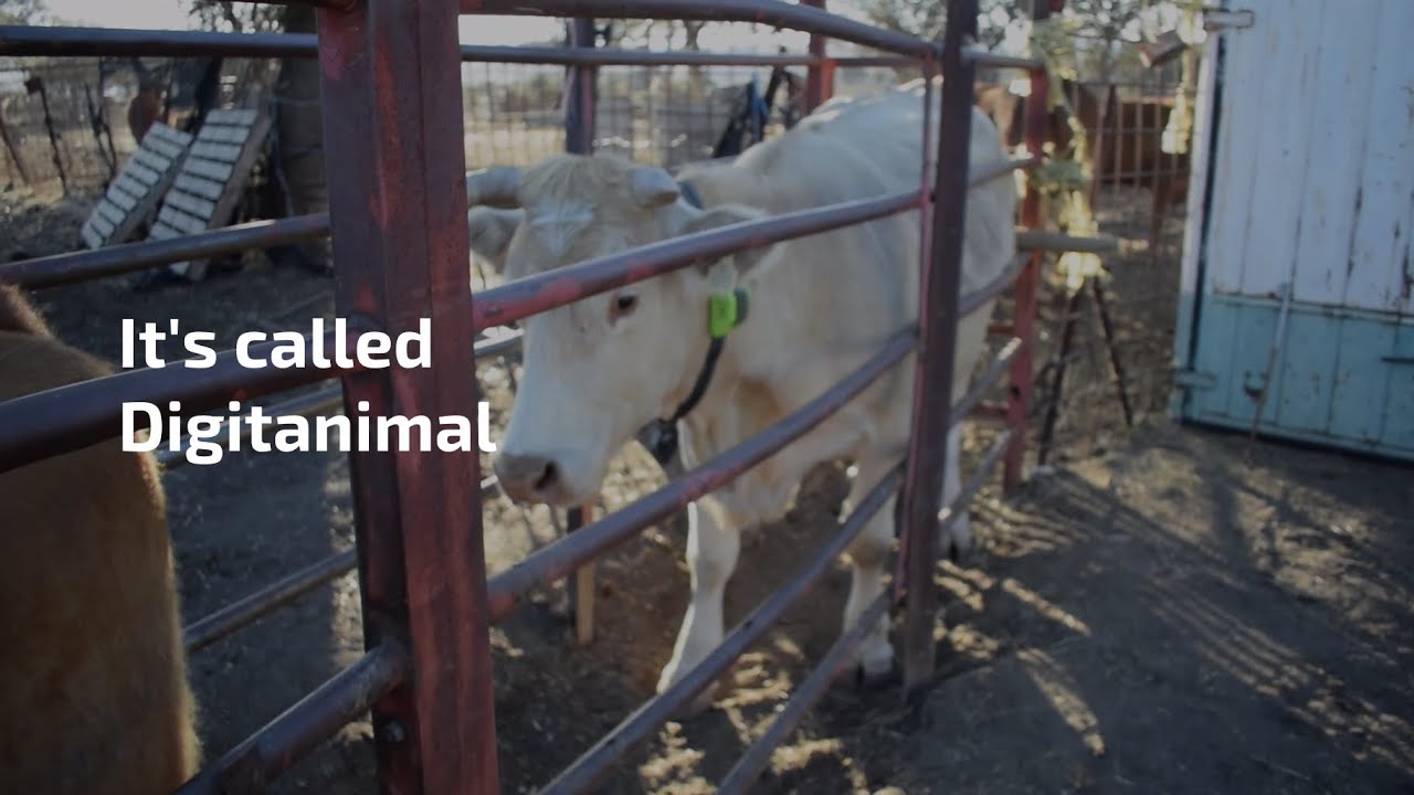 GPS cattle tracker - Tracking and monitoring livestock