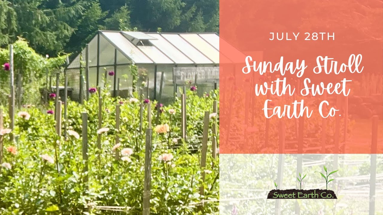 What's Blooming Mid-Summer| Sunday Stroll with Sweet Earth Co. | July 28, 2024