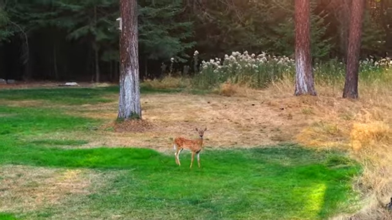 Spring Energy & North Idaho Homes | Spring Shift in North Idaho Real Estate