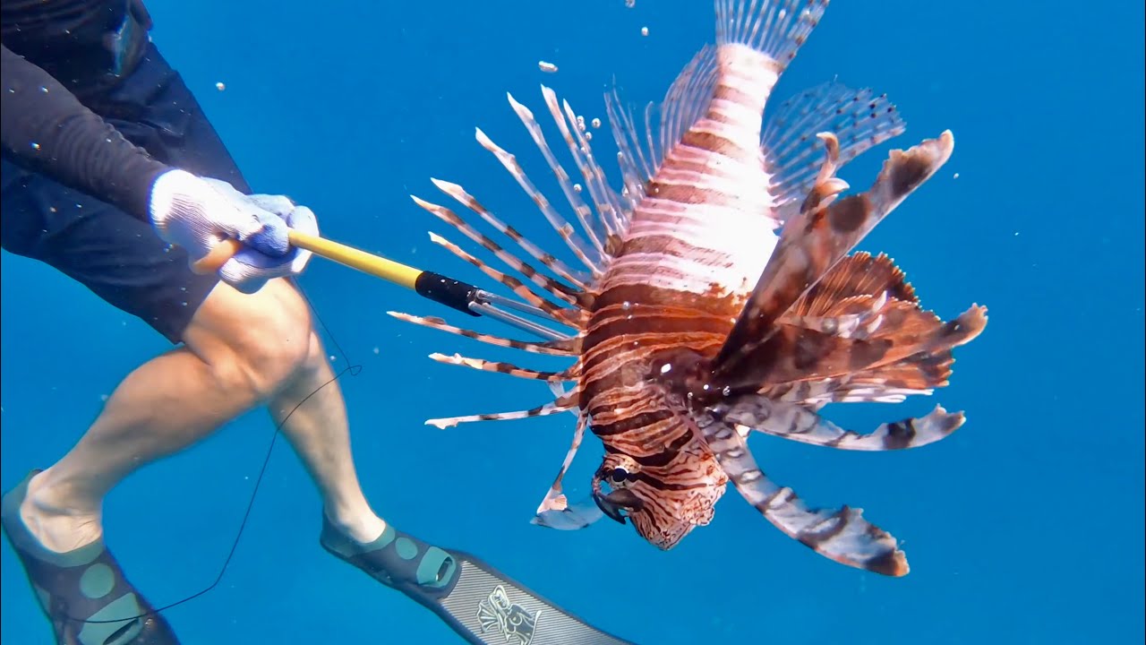Massive LIONFISH, Lobster and Triggerfish {Catch Clean Cook} Free-Dive Spearfishing