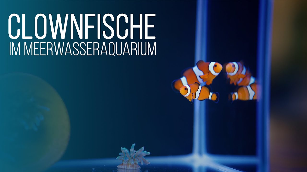 Clownfische im Meerwasseraquarium | Pflege & Haltung | Coralaxy