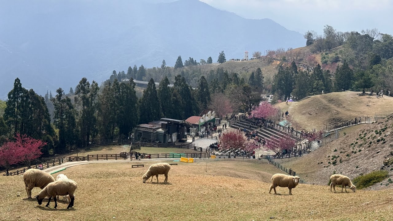 《南投旅行》清境農場、羊咩咩餵食、初二的走馬看花。#南投#旅遊#動物 