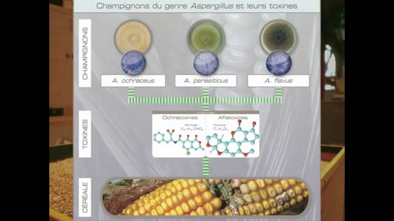 Mycotoxines des céréales : quelles mycotoxines ? quelles recherches?