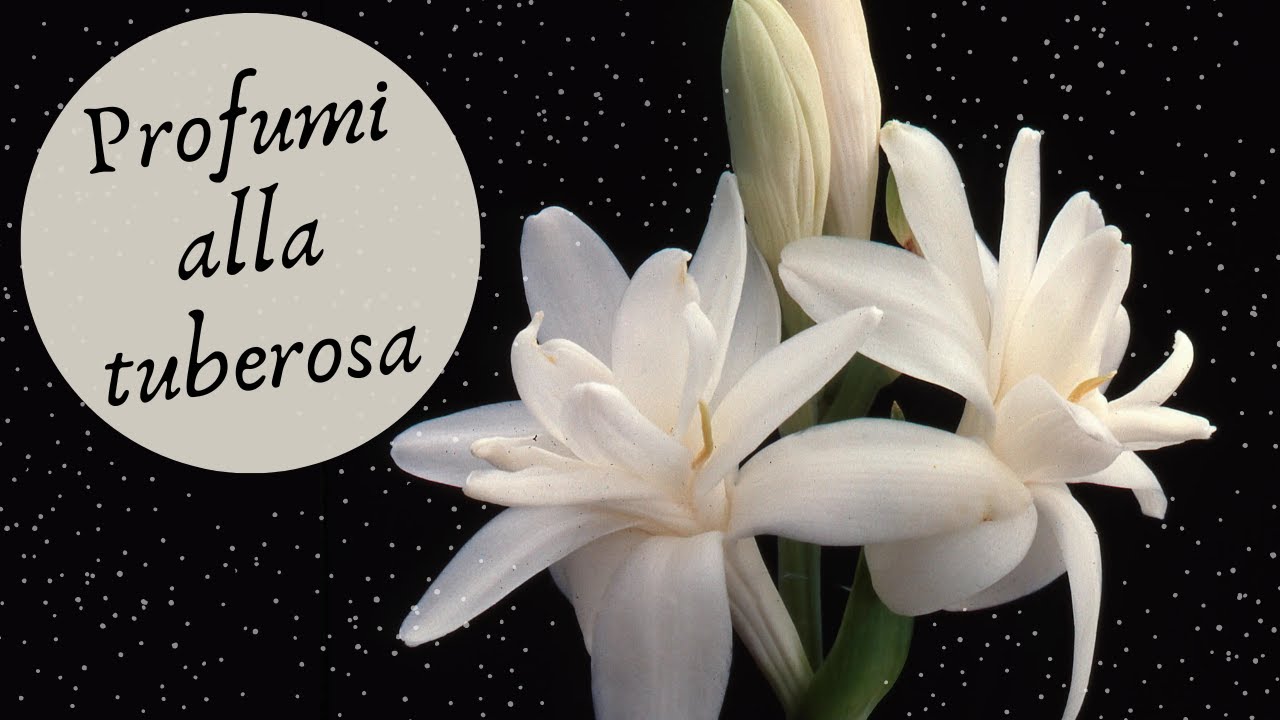 Profumi alla TUBEROSA | La magia del fiore proibito!