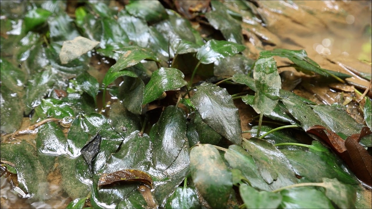 Cryptocoryne ferruginea var  ferruginea in West Kalimantan  -DIscoveryPlanet-