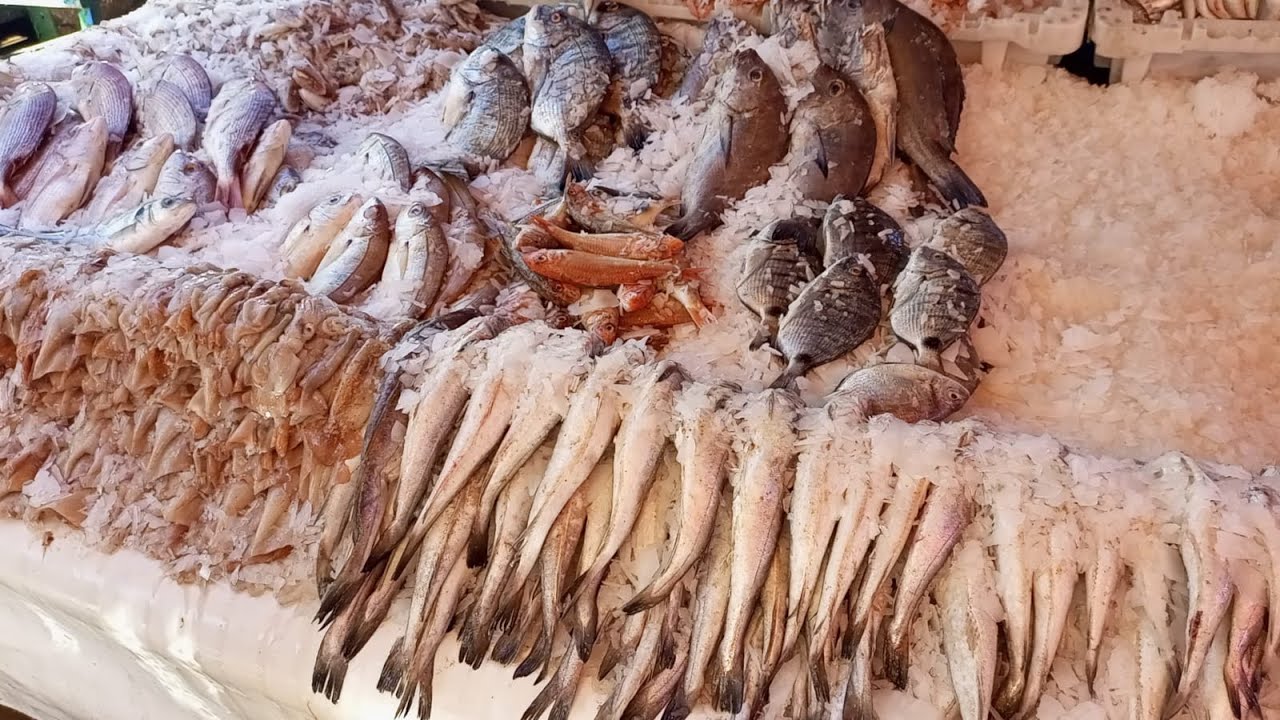 درنا جولة فميناء  مدينة العرائش خدينا الحوت داكشي رائع عندهم