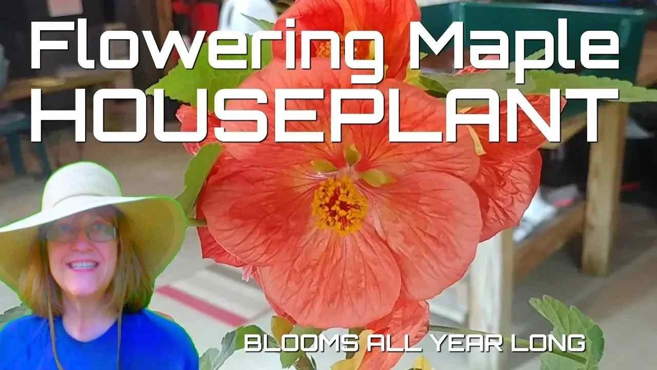 Houseplant that Flowers All Season - Flowering Maple Plant