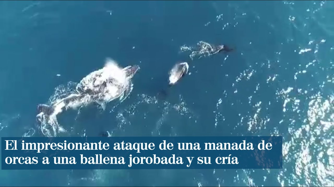 El impresionante ataque de una manada de orcas a una ballena jorobada y su cr&iacute;a