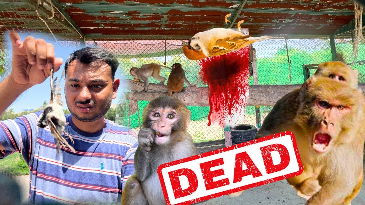 CHIRYA KO MAAR DIYA MONKEY NE ☹️