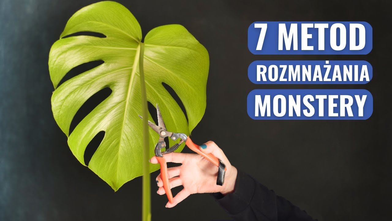Rozmnażanie MONSTERY na 7 sposob&oacute;w