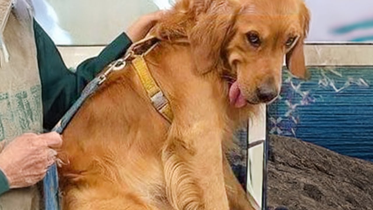 ¡20 Minutos de PERROS súper DIVERTIDOS! 🤣 Videos graciosos de ANIMALES 2024