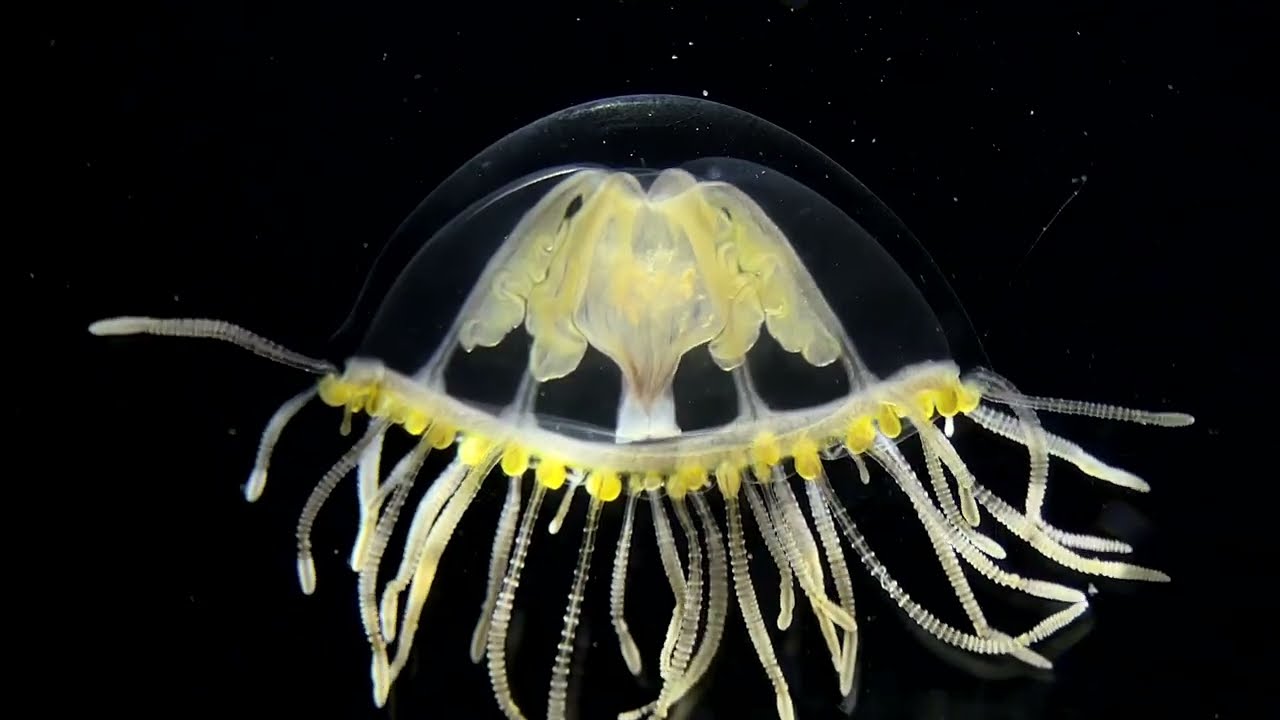 An alien-looking Gonionemus vertens jellyfish from the North Sea