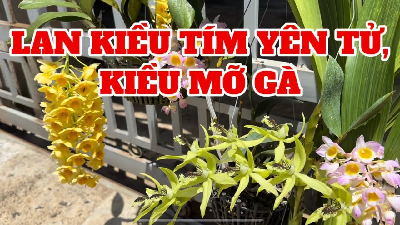 Lan kiều tím yên tử, kiều mỡ gà-0834608769-LAN RỪNG LÂM ĐỒNG@lanrunglamdong 
