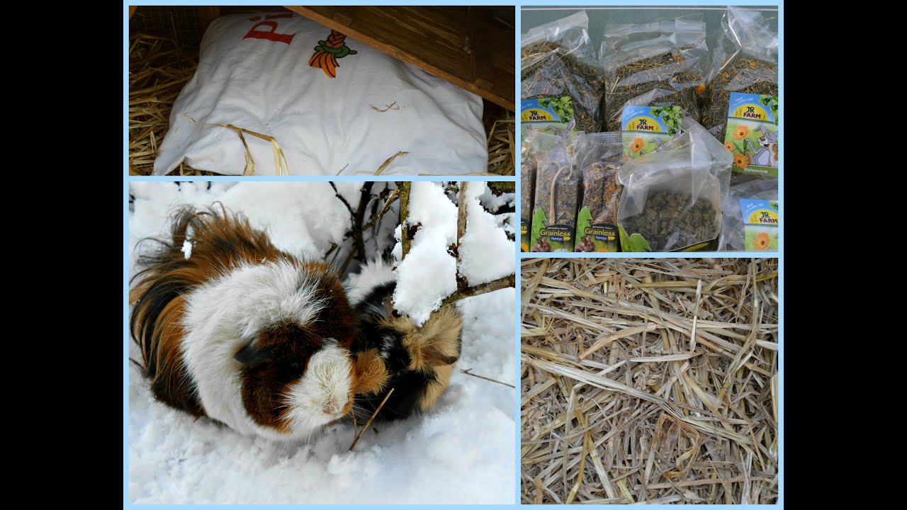 Cochon d'Inde dehors en hiver, que faire ?