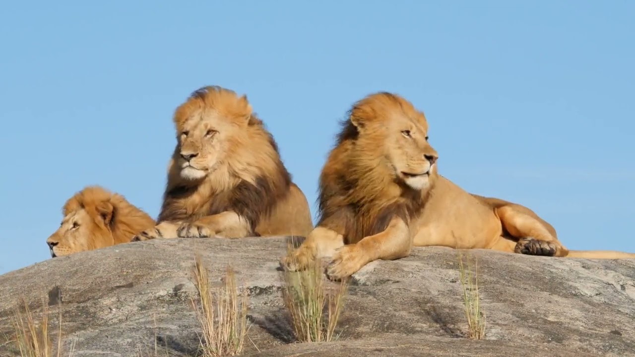 Lion Pride No Copyright Video Clip | Lion sitting on Rock No copyright video |