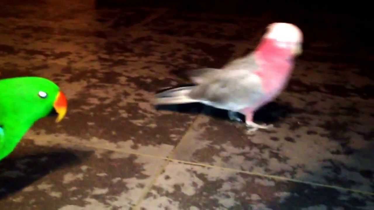 Roze kaketoe DJ en Edel papegaai Jako spelen vangertje !