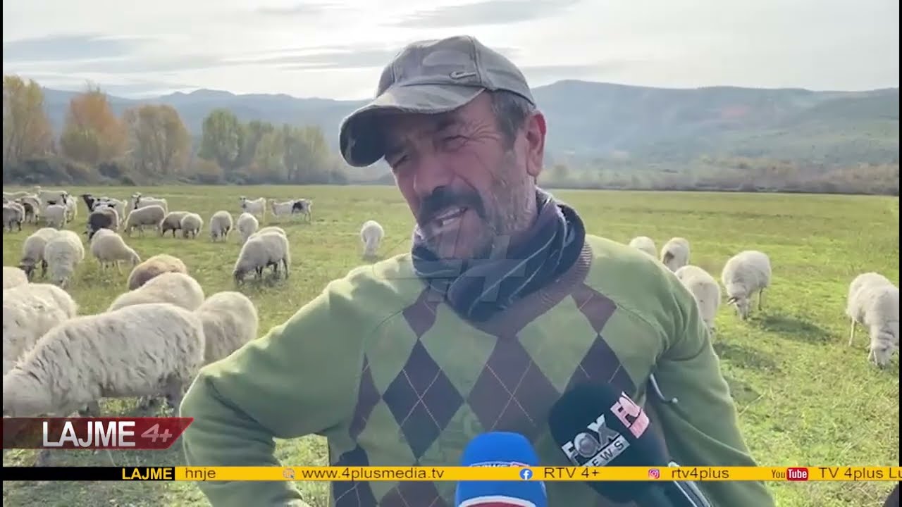 Dhe pse në kushtet e mbijetesës, bariu nga Skrapari thotë se nuk do ta braktisë blektorinë