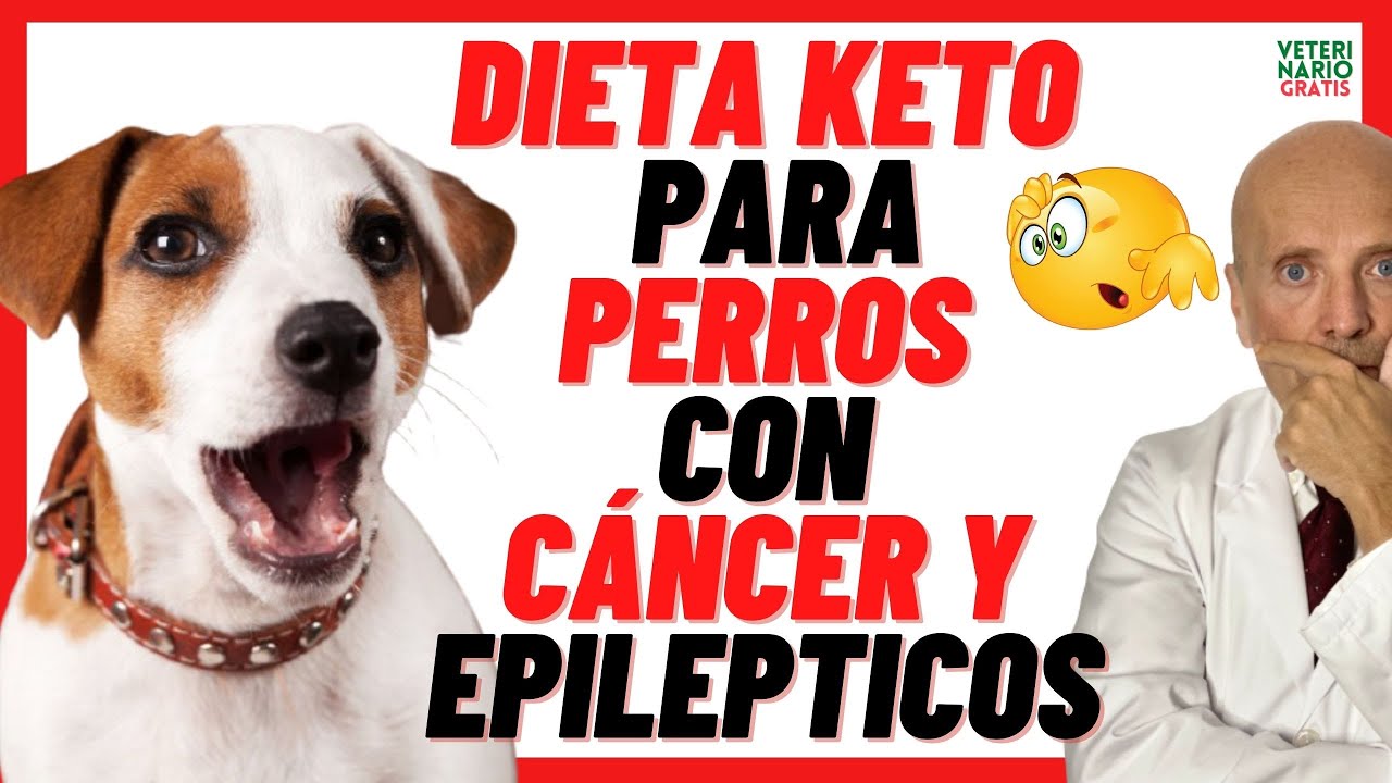 🔴 DIETA KETO O CETOG&Eacute;NICA (Natural) PARA PERROS CON C&Aacute;NCER Y EPILEPTICOS