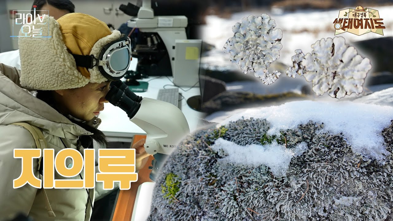지의류 in 국립백두대간수목원 | 라이브오늘 대구경북 생태여지도 🗺️   | 260120