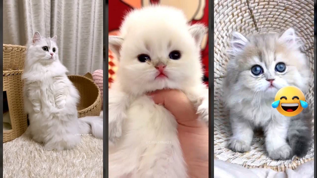 Funny Cats 2025 🥰 kitten meowing 🐈‍⬛ 