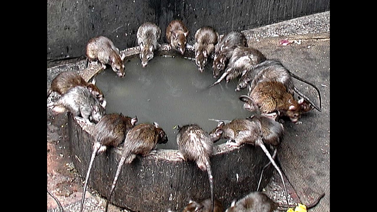 Indien - Rajasthan - Die Heiligen Ratten im Karni Mata Tempel - Deshnoke