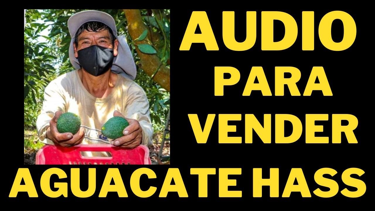 AUDIO para AGUACATE HASS 🥑🥑